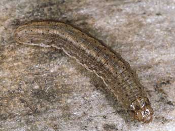  Chenille de Euxoa aquilina D. & S. - �Kimmo Silvonen