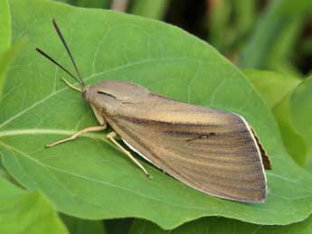 Paysandisia archon Burmstr adulte - �Lionel Taurand