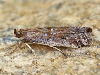 Pempeliella ardosiella Rag. adulte - �Lionel Taurand