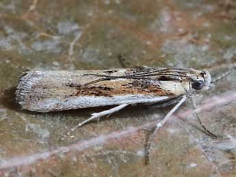 Ancylosis arenosella Stgr adulte - �Jos� Manuel Gaona