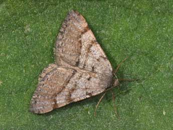 Isturgia assimilaria Rbr adulte - �Philippe Mothiron