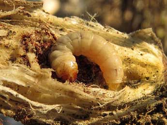  Chenille de Bembecia astragali J. Joan. - �Ruben Meert