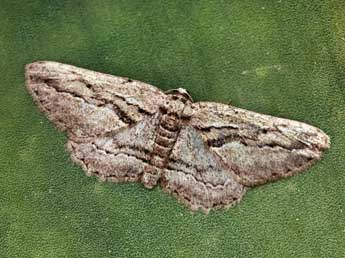 Ekboarmia atlanticaria Stgr adulte - �Daniel Morel