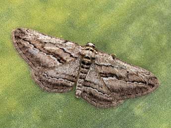 Ekboarmia atlanticaria Stgr adulte - �Daniel Morel