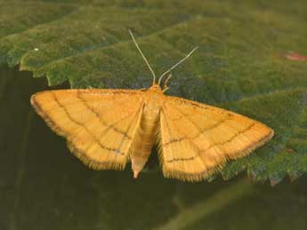 Idaea aureolaria D. & S. adulte - �Philippe Mothiron