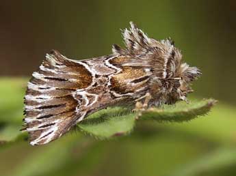 Amephana aurita F. adulte - �Lionel Taurand