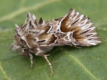 Amephana aurita F. adulte - �Lionel Taurand