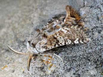 Stygia australis Lat. adulte - �Catherine Kaldirimdjian