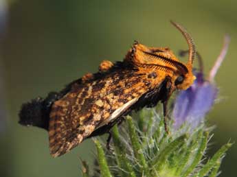 Stygia australis Lat. adulte - �B�renger Houfflain