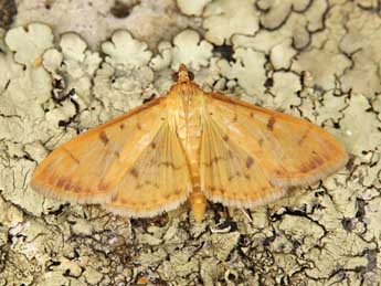 Patania balteata F. adulte - �Lionel Taurand