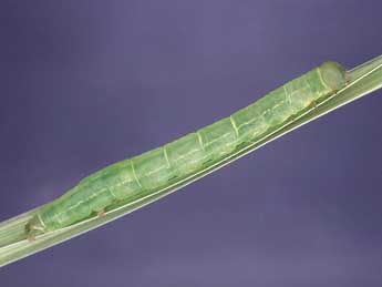  Chenille de Deltote bankiana F. - �Kimmo Silvonen