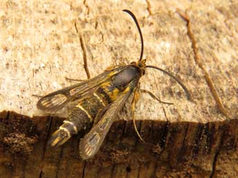 Chamaesphecia bibioniformis Esp. adulte - �Ruben Meert