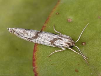 Lerautia bifasciata Rbr adulte - �Philippe Mothiron
