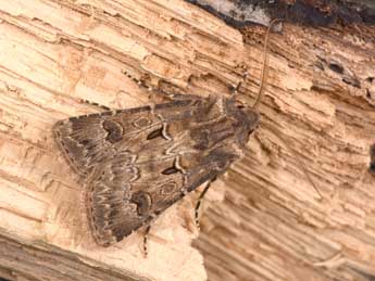 Agrotis bigramma Esp. adulte - �Philippe Mothiron