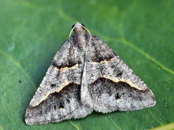 Perigune binaevata Mab. adulte - �Daniel Morel