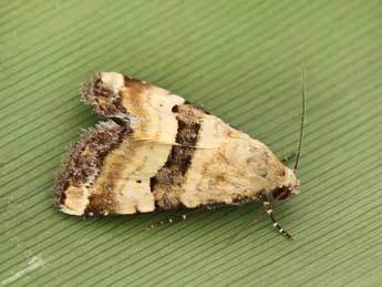 Pseudozarba bipartita H.-S. adulte - �Lionel Taurand