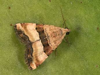 Pseudozarba bipartita H.-S. adulte - �Philippe Mothiron