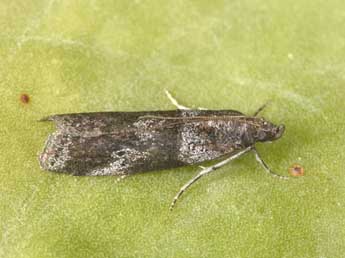 Acrobasis bithynella Z. adulte - �Philippe Mothiron