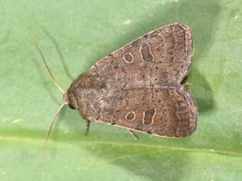 Hoplodrina blanda D. & S. adulte - �Philippe Mothiron