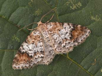 Venusia blomeri Curt. adulte - �Philippe Mothiron