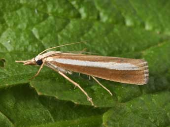 Catoptria bolivari Agjo adulte - �Philippe Mothiron