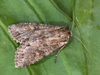 Polia bombycina Hfn. adulte - �Philippe Mothiron