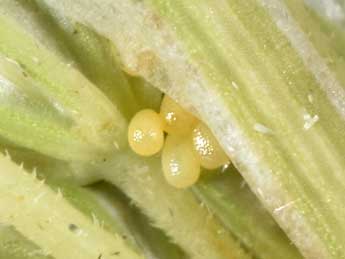  Oeuf de Eupithecia breviculata Donz. - �Philippe Mothiron