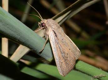 Protarchanara brevilinea Fenn adulte - �Quentin Rome