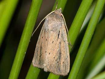 Protarchanara brevilinea Fenn adulte - �William L�vy