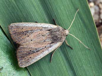 Protarchanara brevilinea Fenn adulte - �Daniel Morel