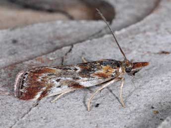 Hypochalcia bruandella Gn. adulte - �Alexis Borges