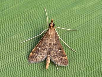 Dolicharthria punctalis D. & S. adulte - �Lionel Taurand