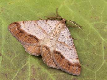 Selidosema brunnearia Vill. adulte - �Lionel Taurand