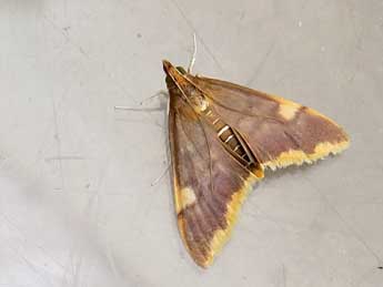 Circobotys butleri Leech & South adulte - �Serge Vermeer