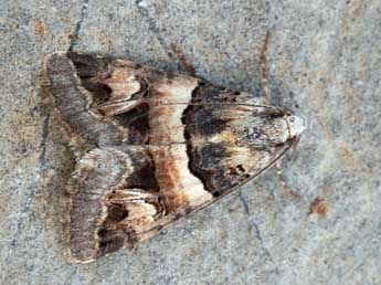 Drasteria cailino Lefebvre adulte - �Daniel Morel