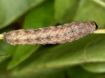  Chenille de Clemathada calberlai Stgr - �Wolfgang Wagner, www.pyrgus.de