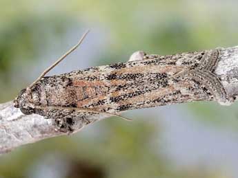 Cadra calidella Gn. adulte - �Friedmar Graf