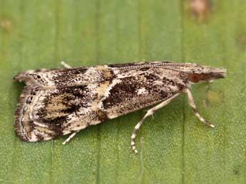 Euchromius cambridgei Z. adulte - �Lionel Taurand