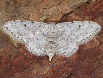 Idaea camparia H.-S. adulte - �Heiner Ziegler