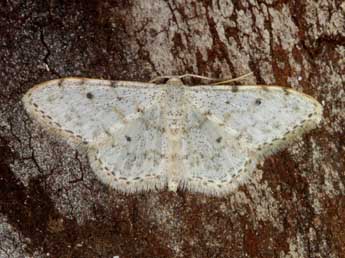 Idaea camparia H.-S. adulte - �Heiner Ziegler