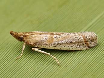 Gymnancyla canella D. & S. adulte - �Lionel Taurand