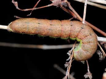  Chenille de Aporophyla canescens Dup. - �Paolo Mazzei
