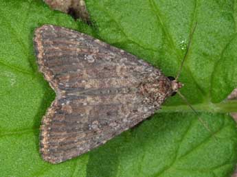 Condica capensis Gn. adulte - �Wolfgang Wagner, www.pyrgus.de