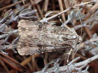 Agrotis catalaunensis Mill. adulte - �Tristan Lafranchis