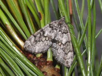 Thera cembrae Kitt adulte - �Heiner Ziegler