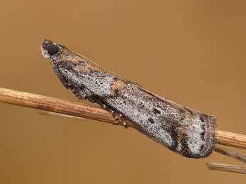 Acrobasis centunculella Mann adulte - �Lionel Taurand