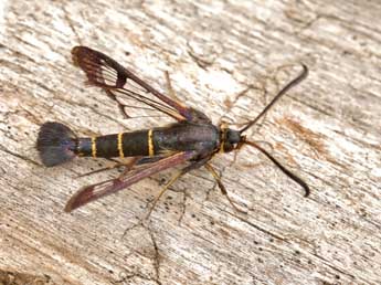 Synanthedon spuleri Fuchs adulte - �Lionel Taurand