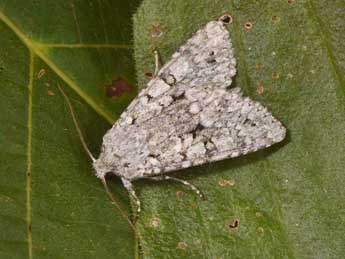 Antitype chi L. adulte - �Philippe Mothiron