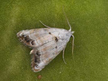 Nola delicata Yela & al. adulte - �Philippe Mothiron