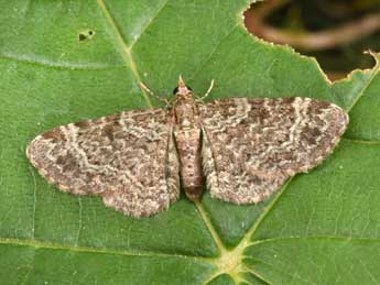 Pasiphila chloerata Mab. adulte - �Philippe Mothiron